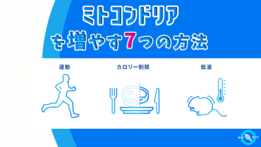 ミトコンドリア を増やす7つの方法