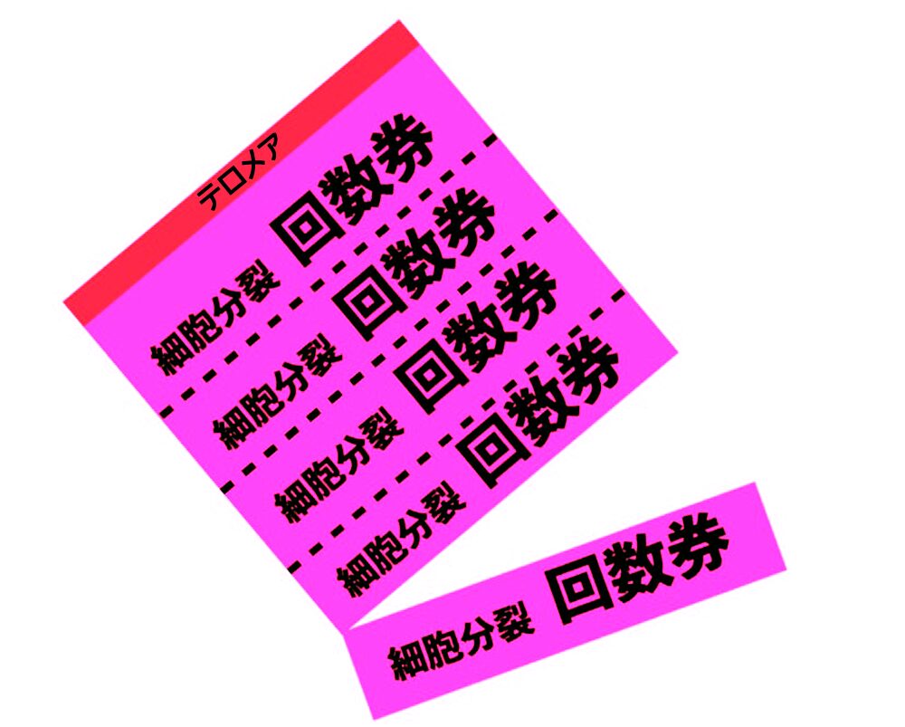 命の回数券 テロメア
