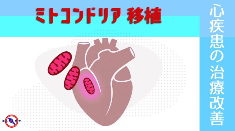 心疾患 の治療改善につながる『 ミトコンドリア移殖 』