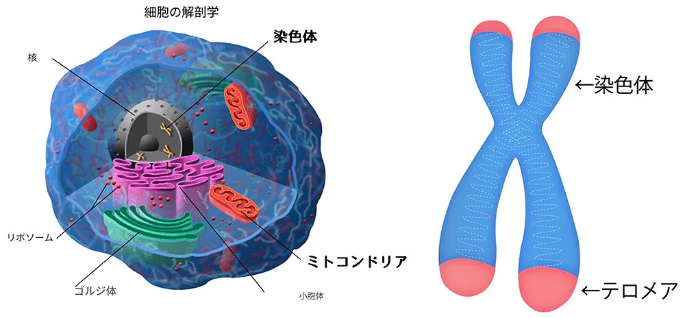 細胞内の染色体・テロメア・ミトコンドリア