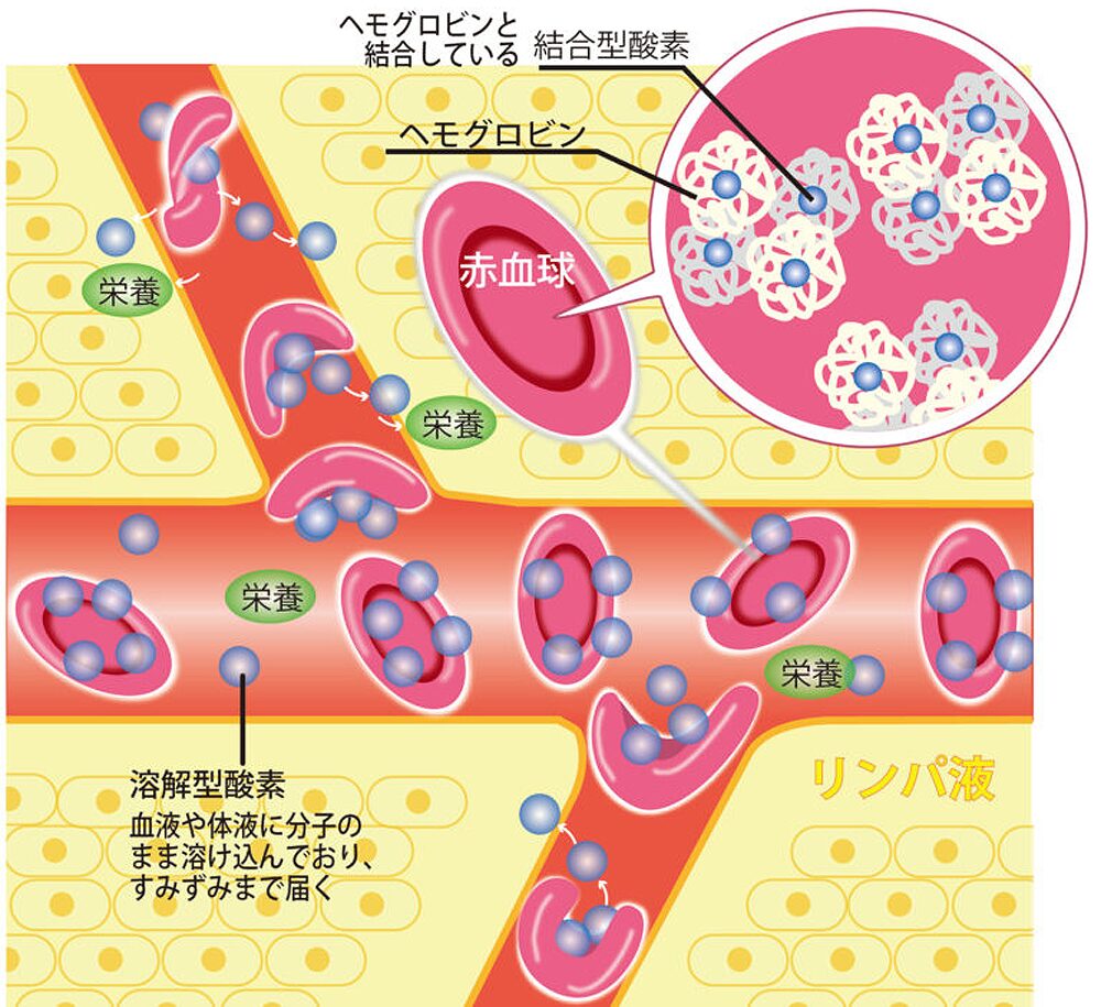 結合型酸素と溶解型酸素