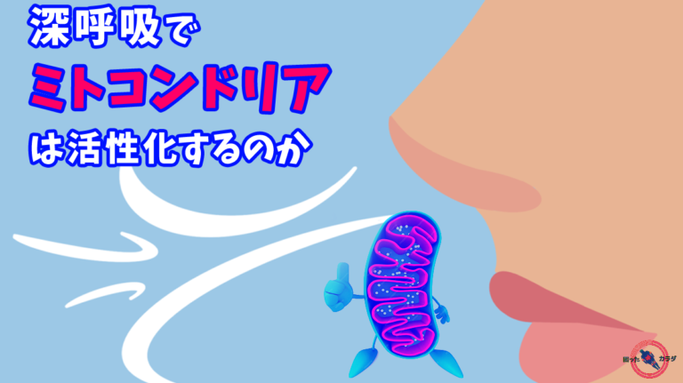 深呼吸 で ミトコンドリア は 活性化 するのか