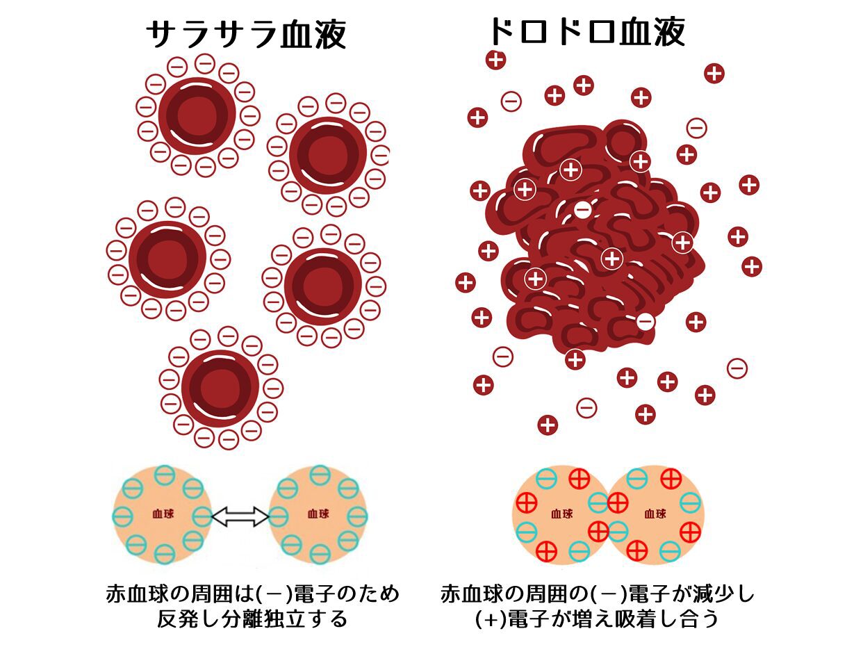 サラサラ血液とドロドロ血液