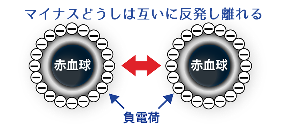 正常な 赤血球 は 負電荷 のおかげで離ればなれになっている