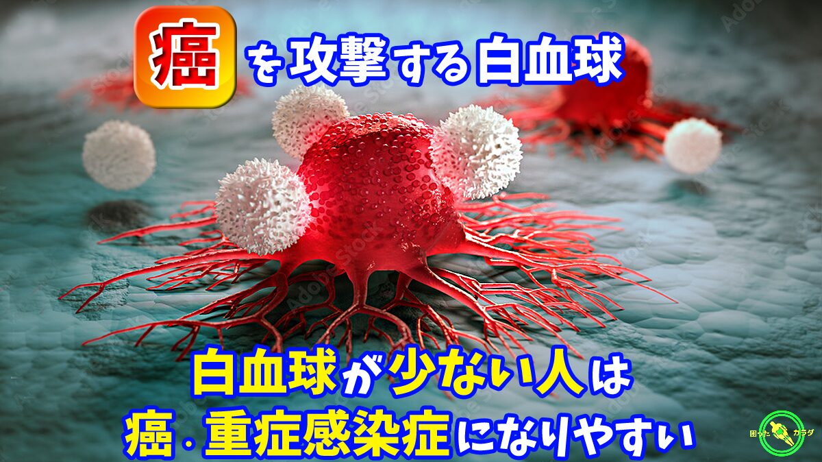 【 癌 を攻撃する 白血球 】 白血球 が 少ない人は 癌 重症感染症になりやすい