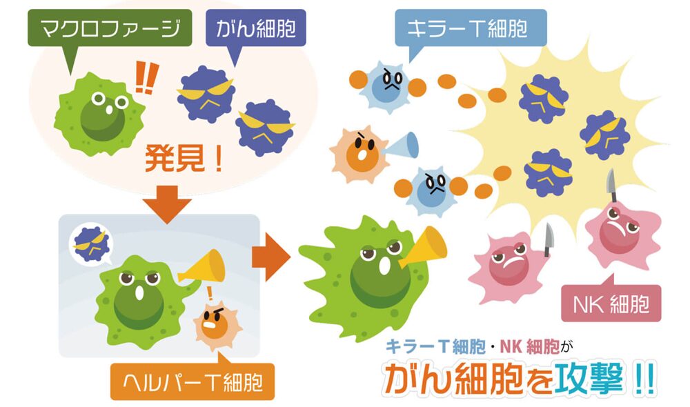 キラーT細胞は、ウイルスが感染した細胞やがん細胞を排除