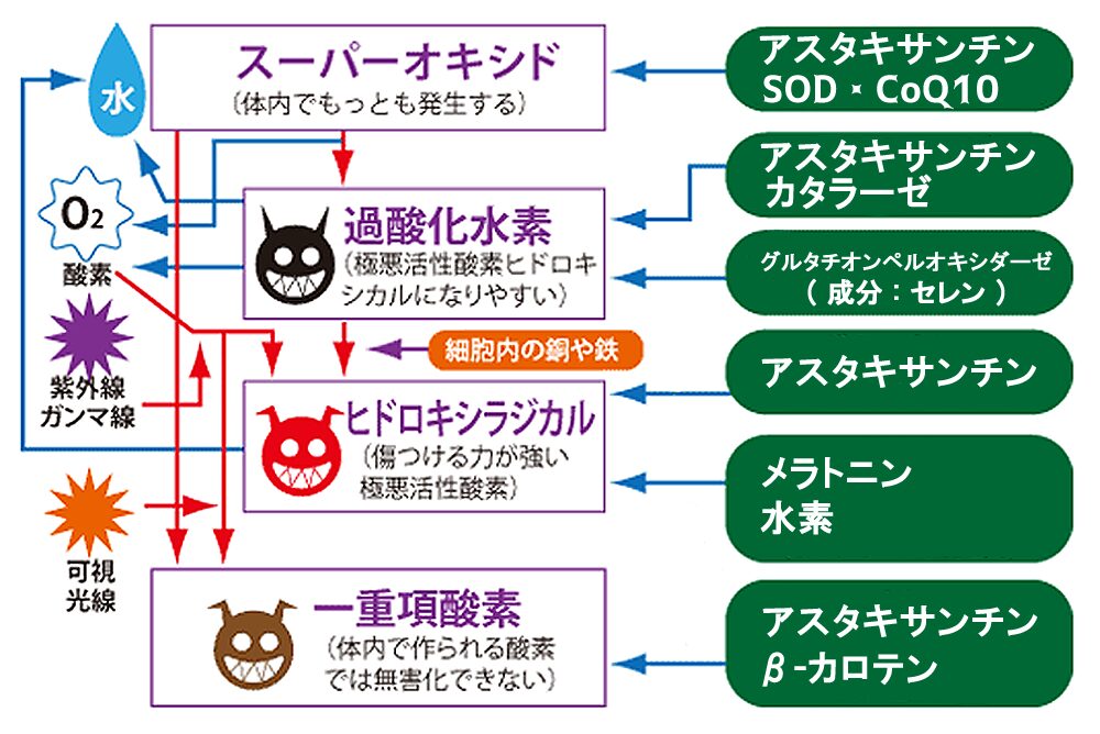 活性酸素種とスカベンジャー