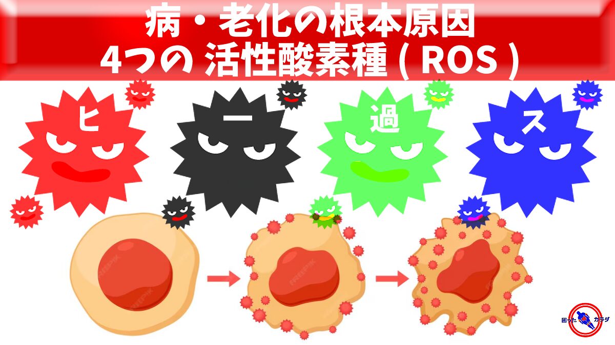 【 病・老化の根本原因 】4つの 活性酸素種 ( ROS )を徹底解説
