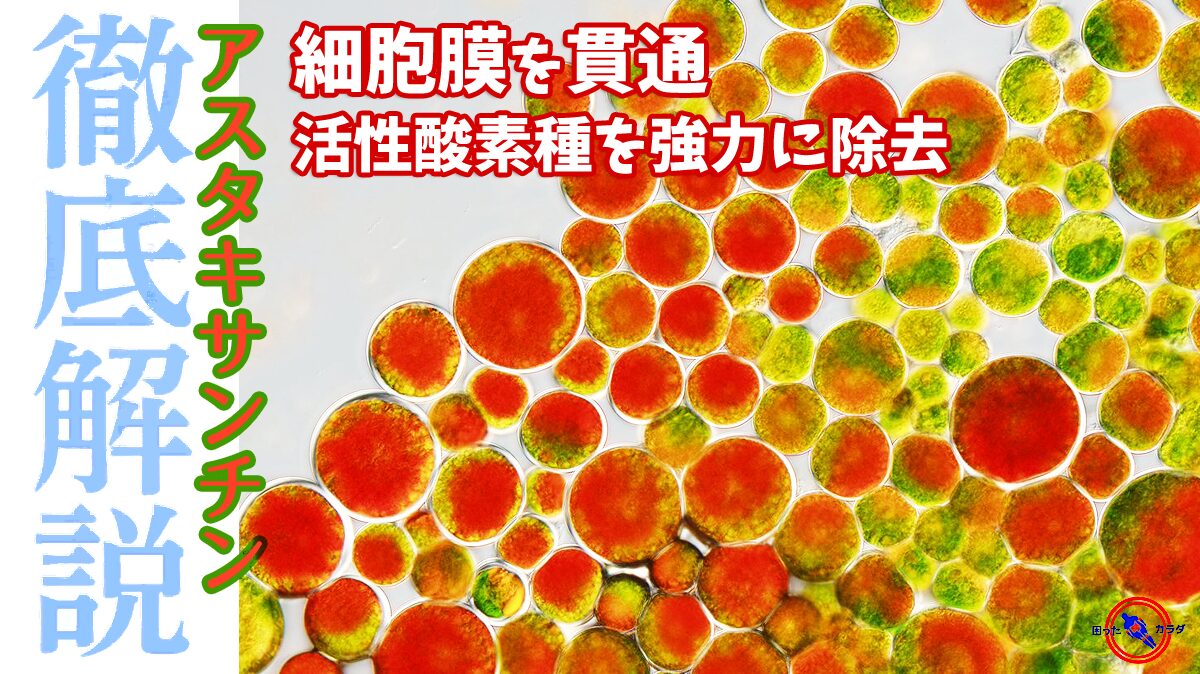 【 細胞膜を貫通 】 アスタキサンチン は 活性酸素種 / ROS を強力に除去