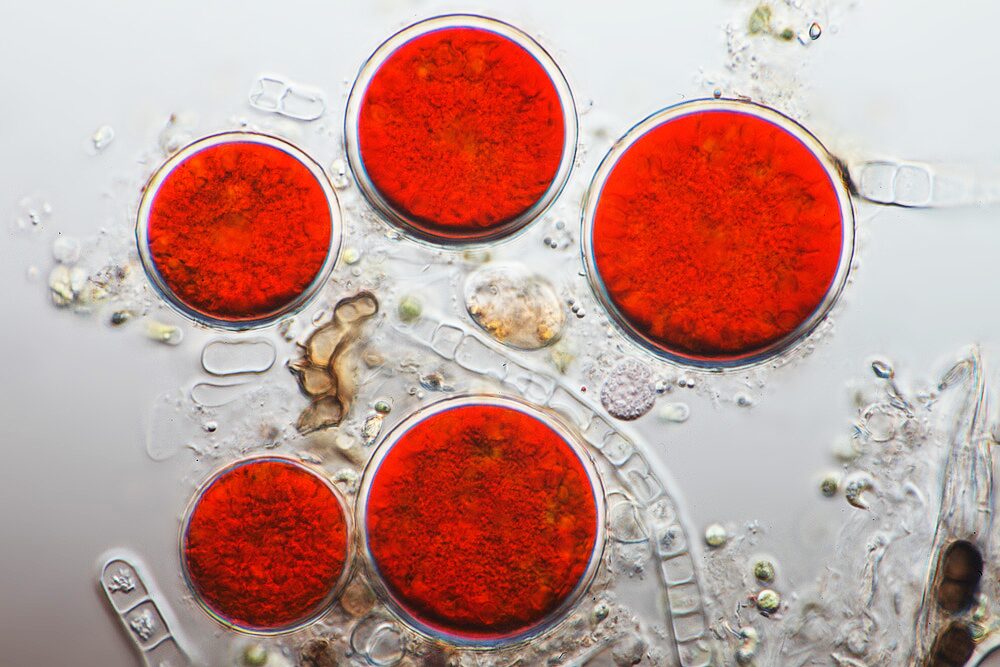 ヘマトコッカス藻