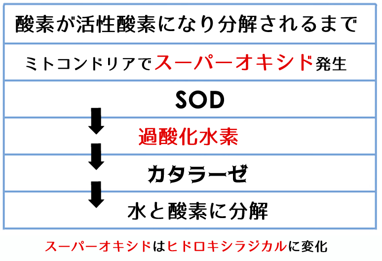 呼吸の酸素が分解されるまで