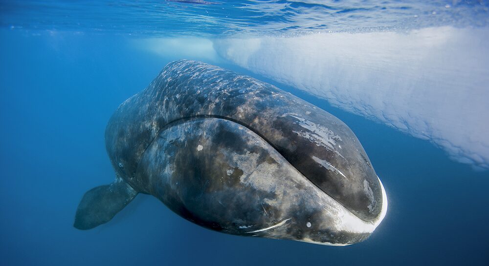 長寿世界一のホッキョククジラ