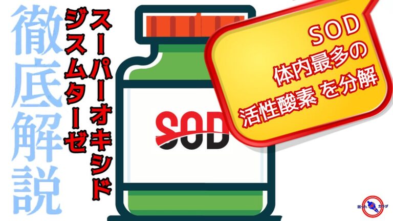 【 呼吸の副産物 スーパーオキシド 分解 】 SOD ( 抗酸化酵素 ) は 体内最多の 活性酸素 を分解