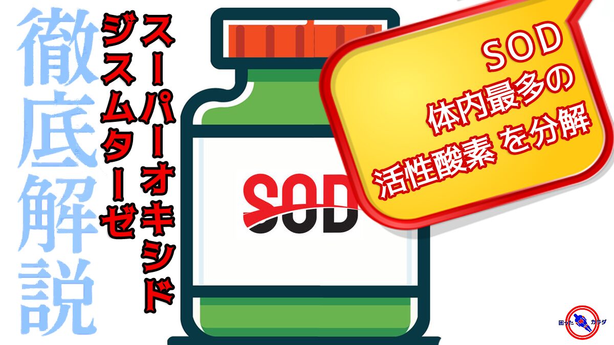 【 呼吸の副産物 スーパーオキシド 分解 】 SOD ( 抗酸化酵素 ) は 体内最多の 活性酸素 を分解
