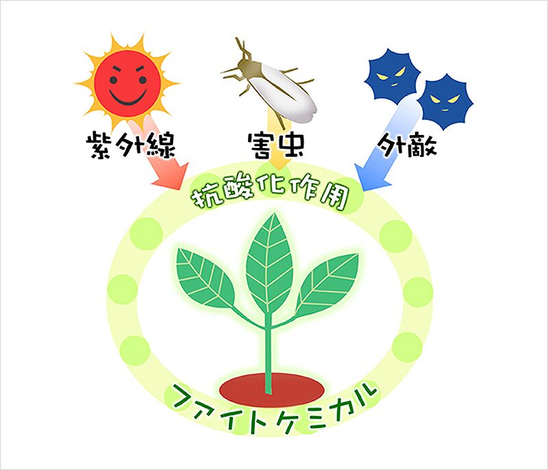 フィトケミカル