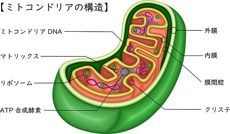 ミトコンドリアの構造