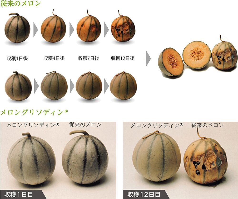 ヴォークルシアン種の南フランス産メロン