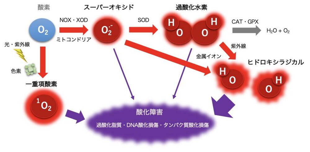 活性酸素概要