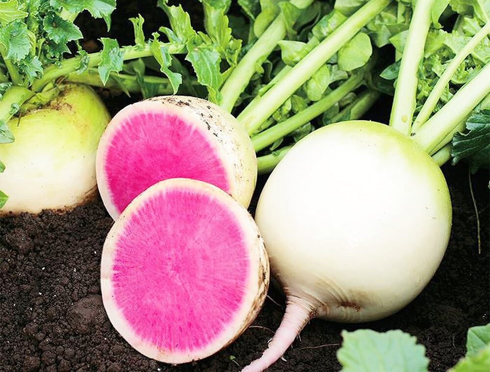紅芯大根