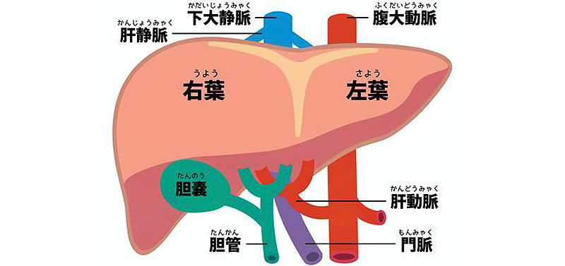 肝臓