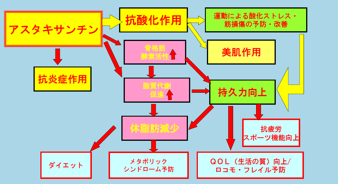 アスタキサンチンの作用