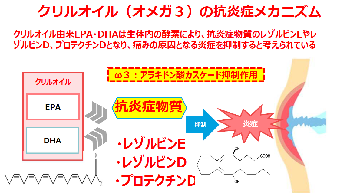クリルオイルの抗炎症メカニズム