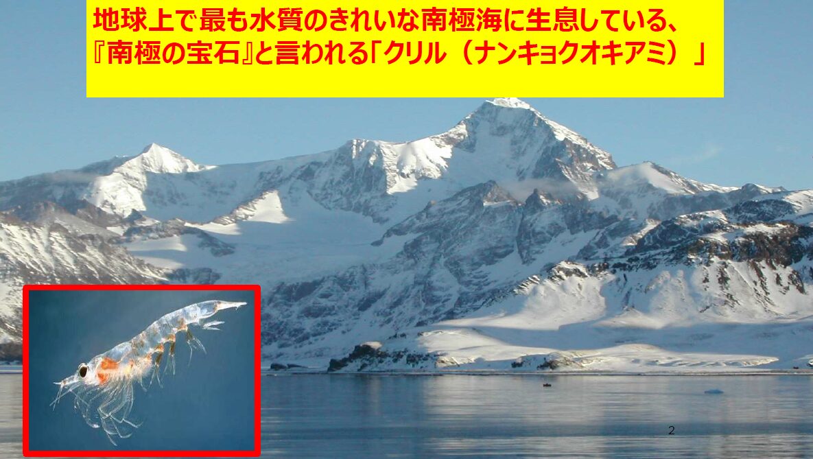 南極海に生息している南極オキアミ
