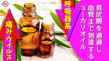 【 痛み ・ 呼吸器系 ・ ウイルス に効果 】 真皮層 を通過し血管まで到達する ユーカリオイル