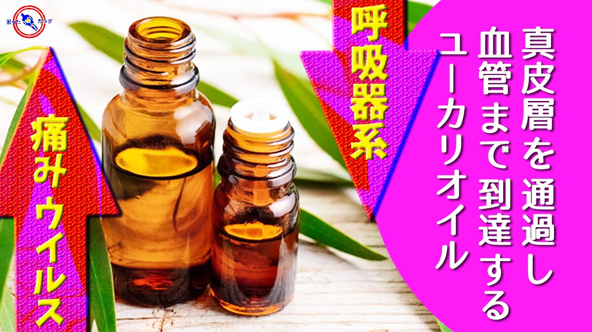 【 痛み ・ 呼吸器系 ・ ウイルス に効果 】 真皮層 を通過し血管まで到達する ユーカリオイル