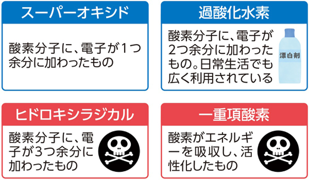 4つの活性酸素種