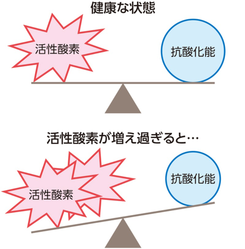 活性酸素と抗酸化能のバランスが大切