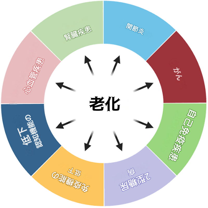老化と病気