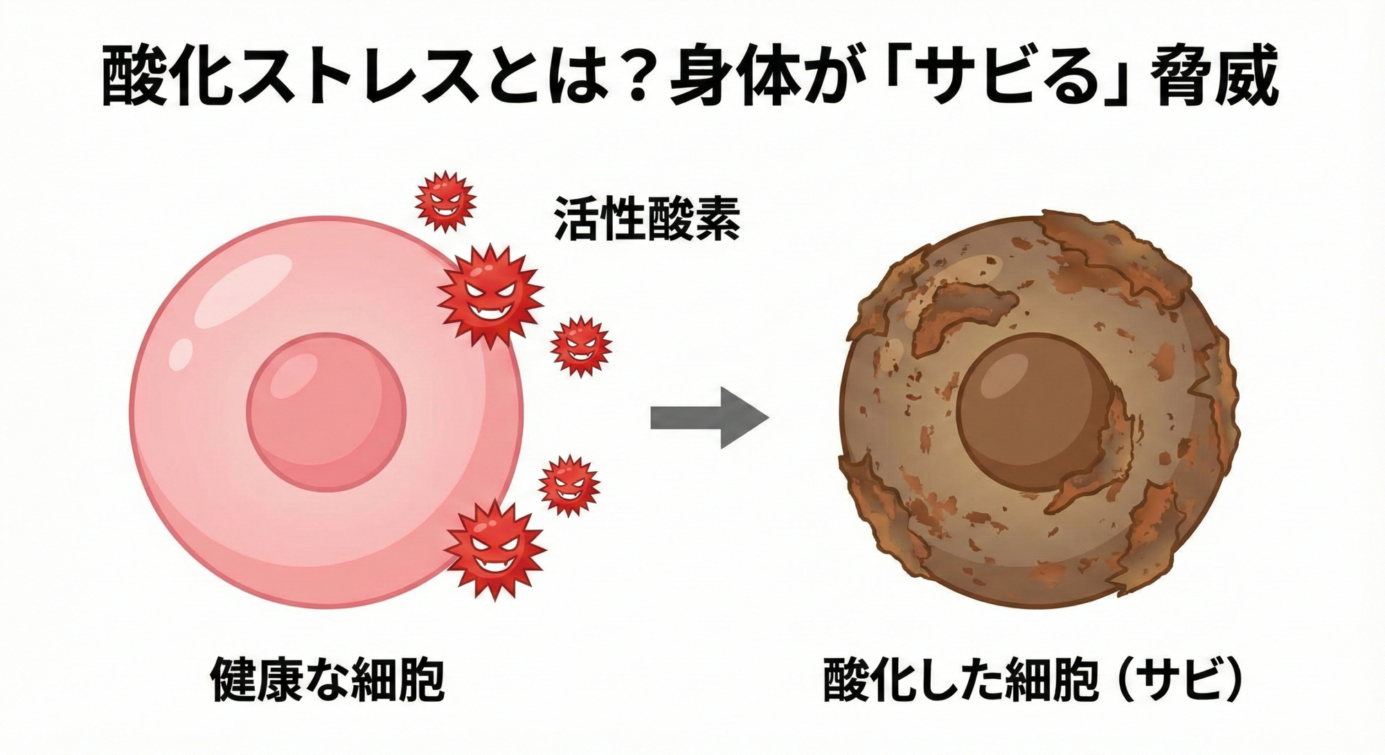 酸化ストレス