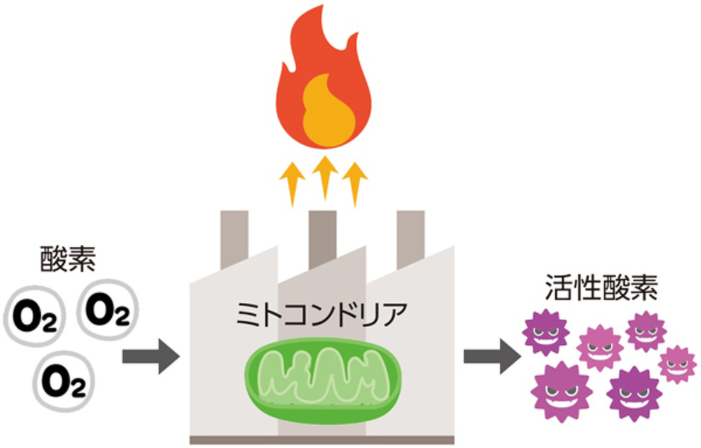 酸素とミトコンドリアと活性酸素